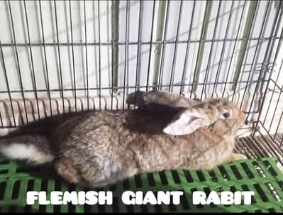 FLEMISH GIANT RABBIT T ONE OF THE BIGGEST RABBIT BREED IN THE WORLD