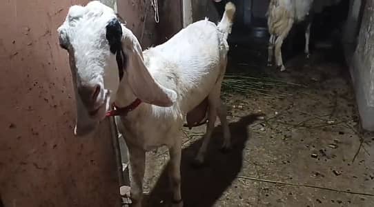 Breeder Female Goat for sale age 4 Danth healthy active.