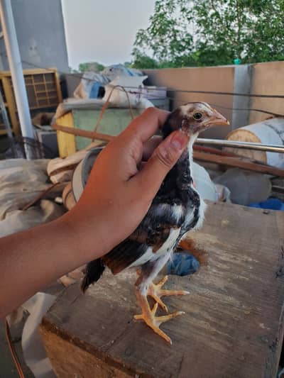 Aseel Chicks Available