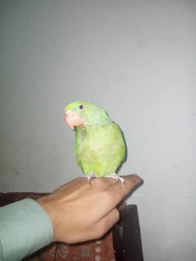 active and healthy parrot