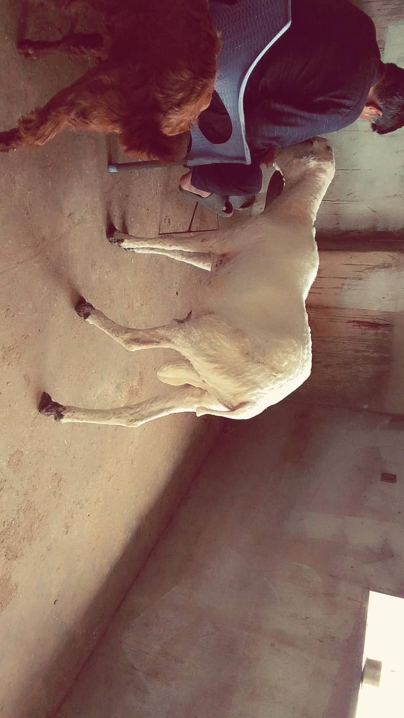 dumba 0