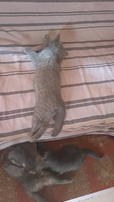 Cat for adoption