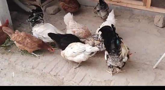 golden misri hens for sale  healthy and active