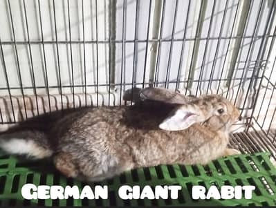 GERMAN GIANT RABBIT BIGGEST BREED 03432655513