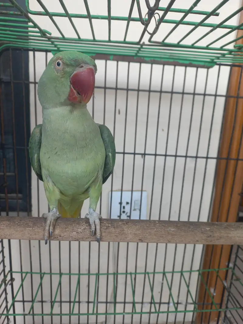 RAW FEMALE FOR SALE !!!! LITTLE TALKING  — photo 2
