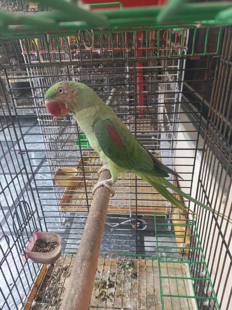 RAW FEMALE FOR SALE !!!! LITTLE TALKING  — photo 3
