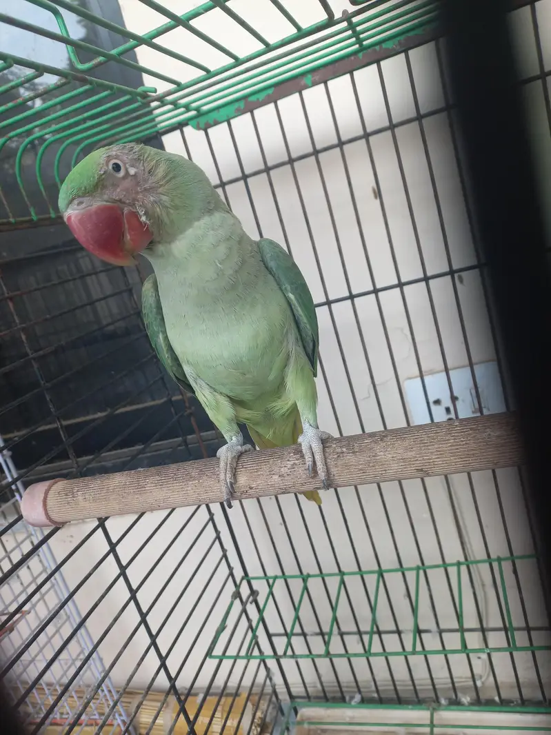 RAW FEMALE FOR SALE !!!! LITTLE TALKING  — photo 4