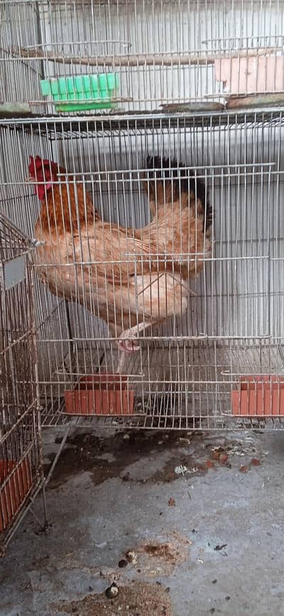 hen and birds