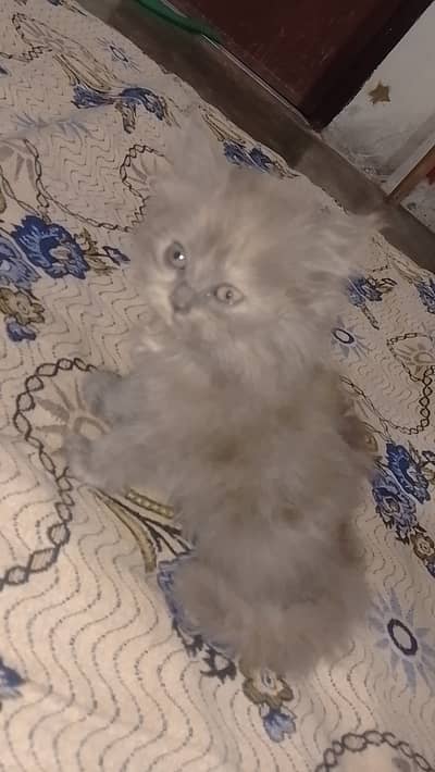 Cat Kittens For Sale 