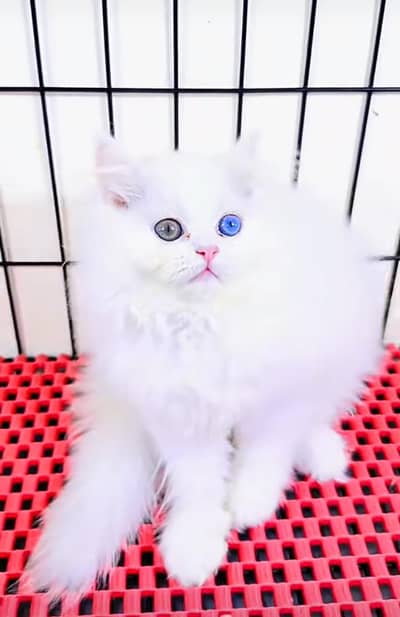 Persian Cat | Billi |  kittens | 3 Coat | w\atsa/pp 03*40*58/786/97