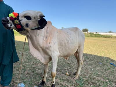 desi wachaa