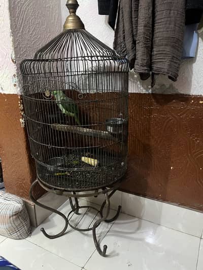 Raw Alexander Male Parrot