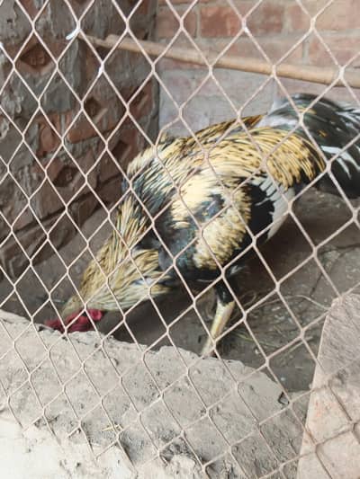 Aseel mianwali pair available in low price