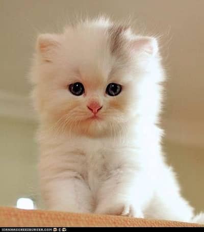 Persian triple curt kittens available all colours