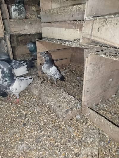 baby pegions