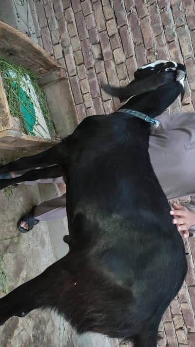 Desi bakray Pair