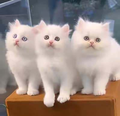 Persian Cat | Billi |  kittens | 3 Coat | w\atsa/pp 03*40*58/786/97