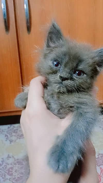 cute brownish gray sami persian female kitten