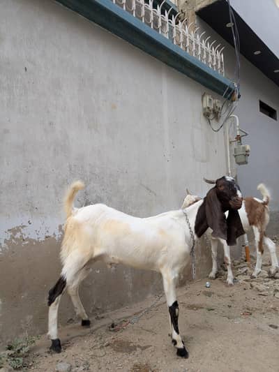 Active and Healthy, Home Breed , Billet Khassi .