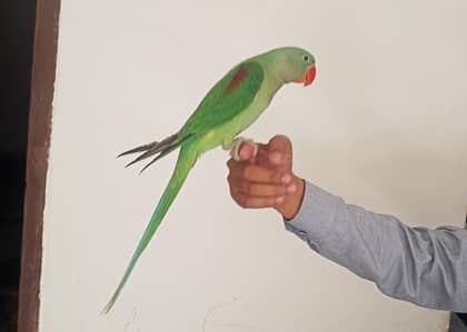 Alexander raw male parrot