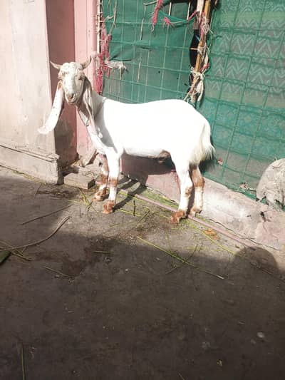 bakra 2 daant white Qurabni k liye