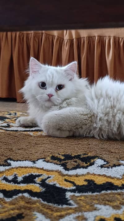 Persian Adult Male Cat Available