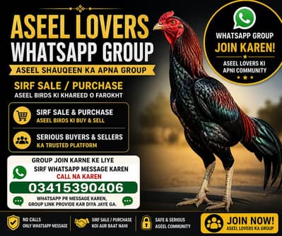  Aseel Birds Info & Deals – Join WhatsApp