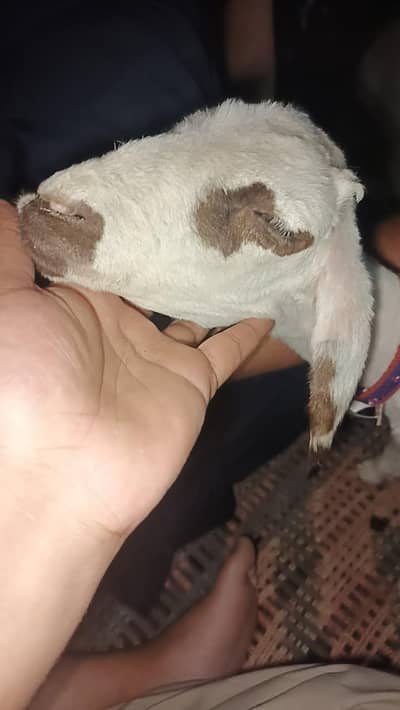 chakki wala dumba for sale