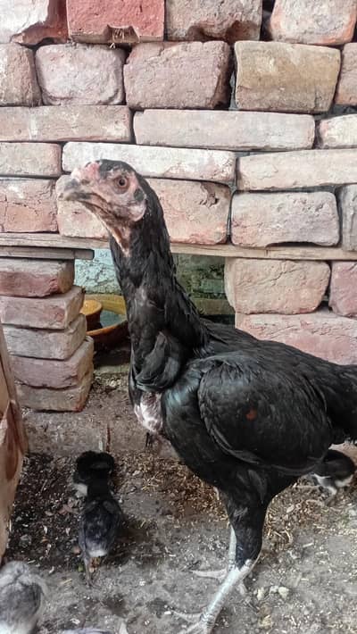 Thai Aseel 1 Hen 6 chicks High Quility Active And Healthy
