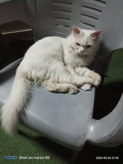 Persian