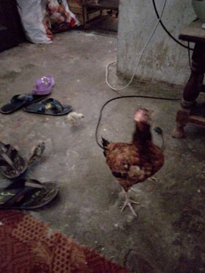 aseel hen for sale