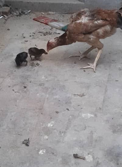 female 2 chikes