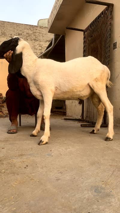 sheep for sale desi Bakra  for sale what's app number 03054540749