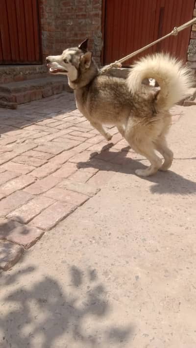 Siberian Husky