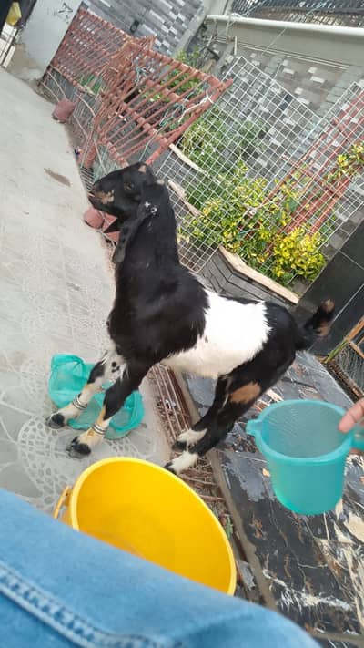 Bakra for sale bacha
