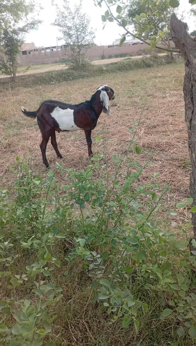 bakra for sale my WhatsApp03251923475
