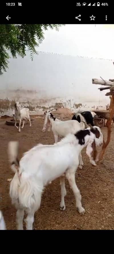 2 bakry hai