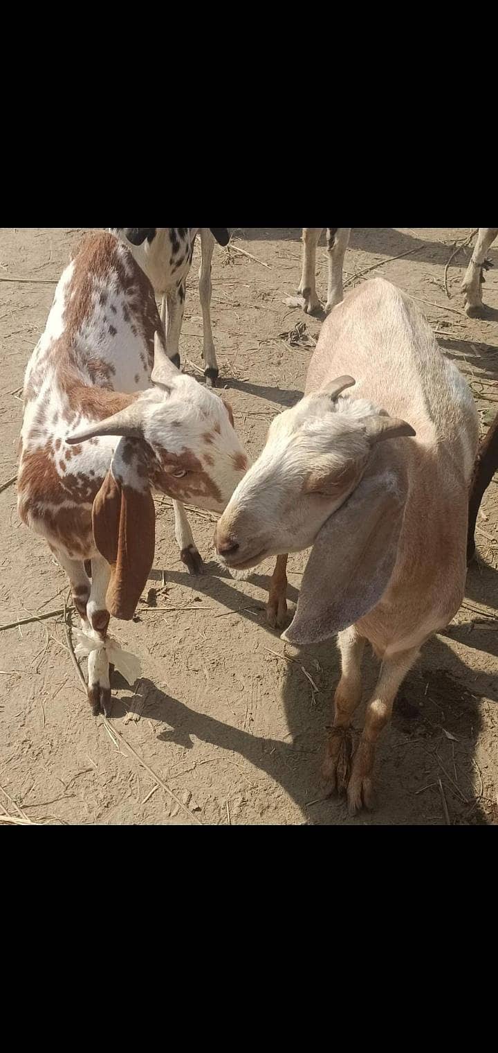2dant khassi bakra 0