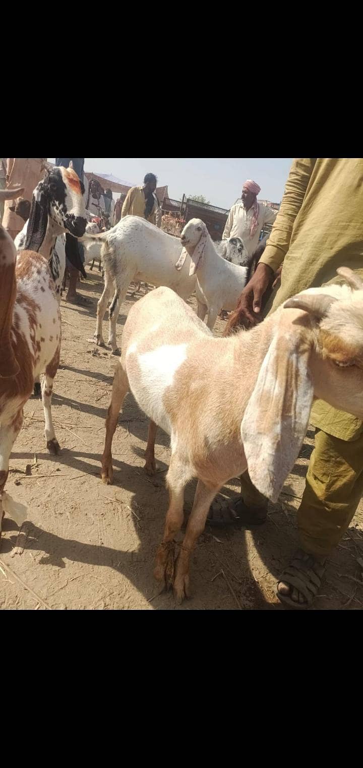 2dant khassi bakra 1