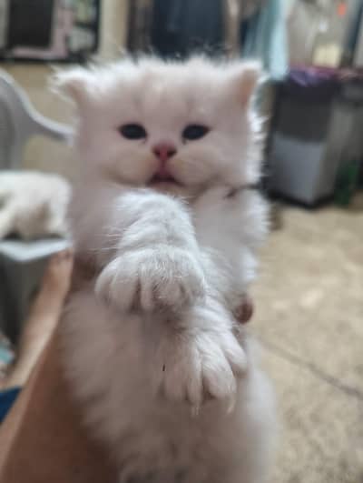 Persian semi punch kitten pair