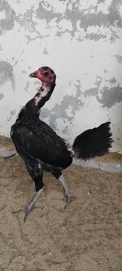 Thai aseel female ( breeder)