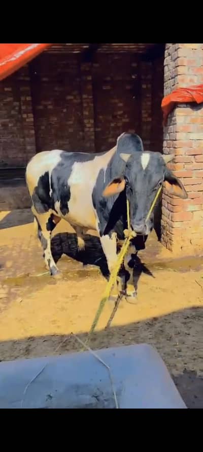 Desi cross bulls bachra for sell