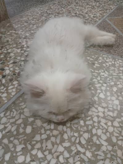 call for sale