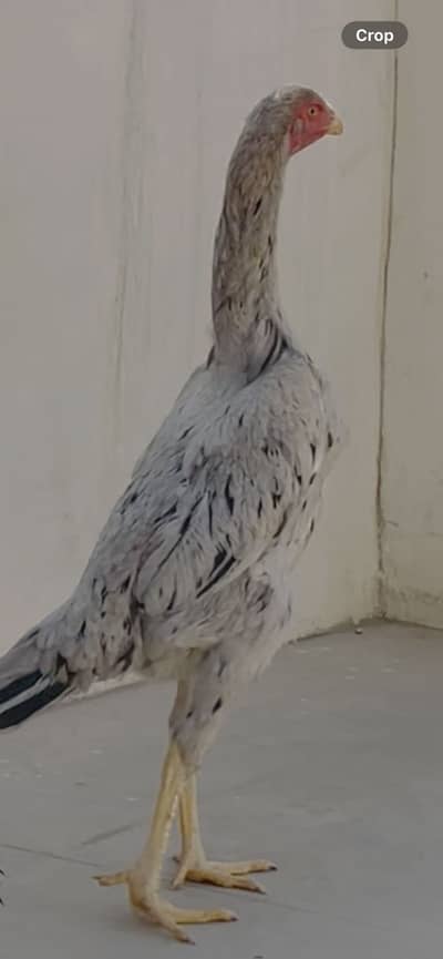 Shamo Female 1.2 months Age