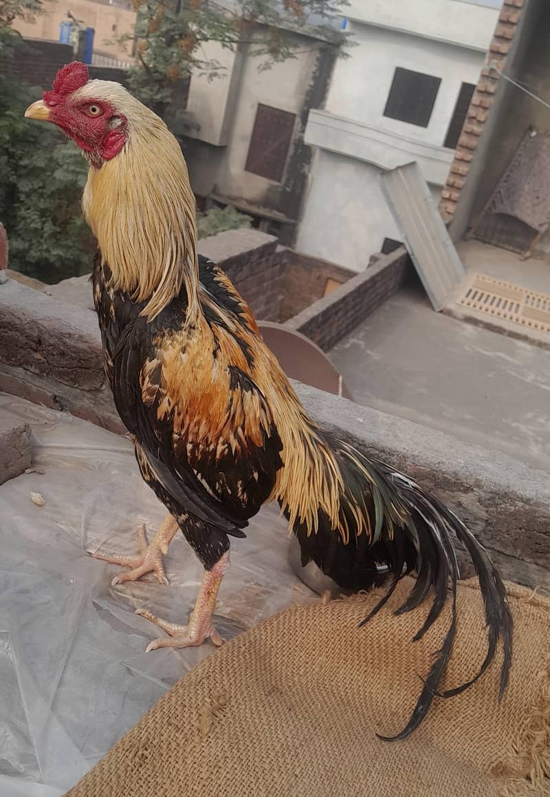 only breeder 1