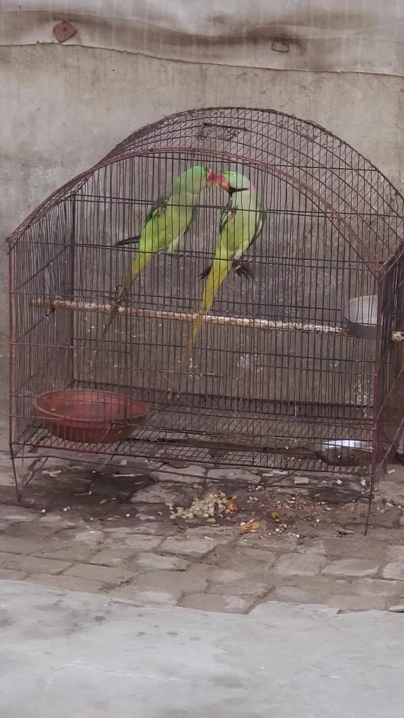 Kashmiri Raw Pair — photo 2