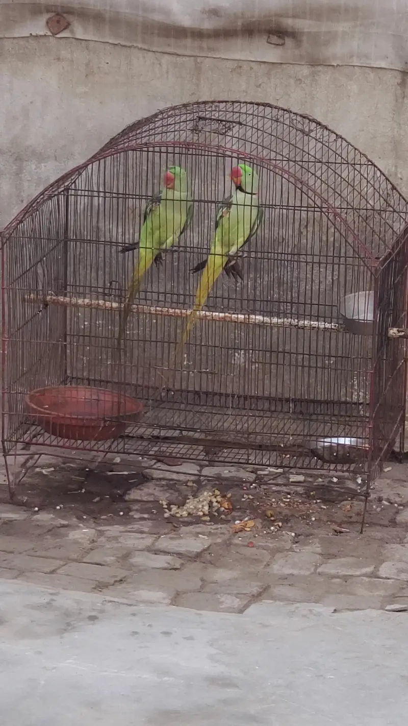 Kashmiri Raw Pair — photo 5
