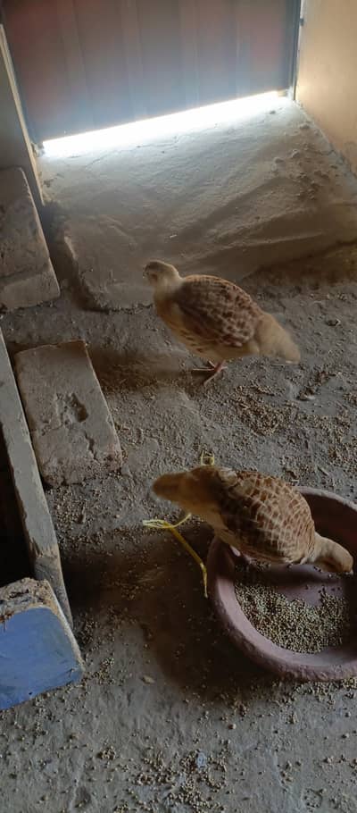 Irani teetra pair
