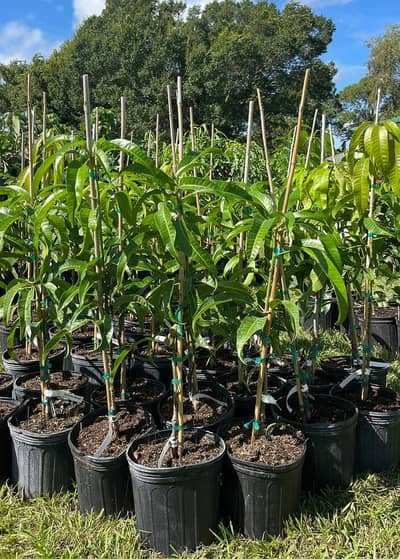 Mango for sale