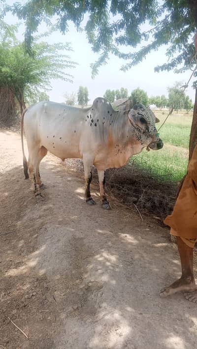 QURBANI OFFER